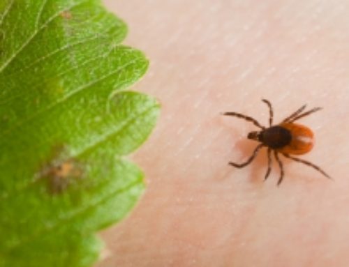 I Was Diagnosed With Lyme Disease: Now What?