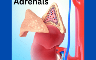 Adrenal glands Atlanta