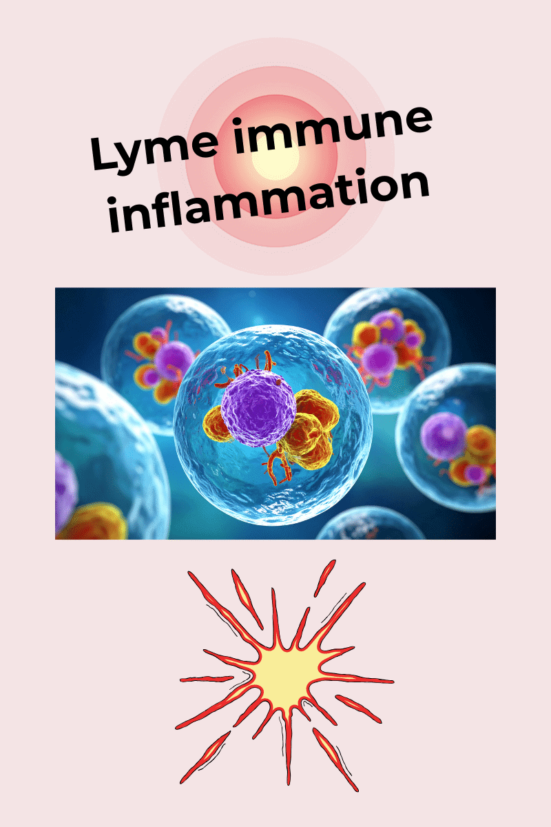 Lyme immune inflammation