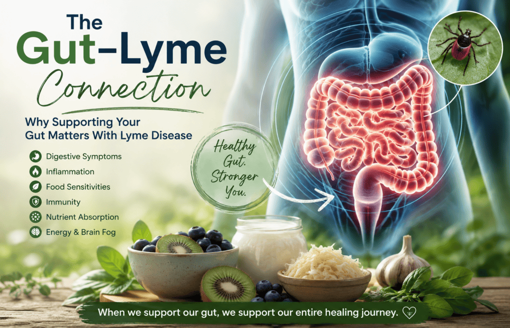Lyme disease and gut health